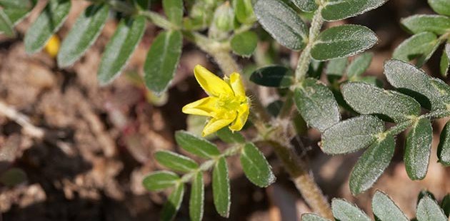 Tribulus Terrestris für Veganer